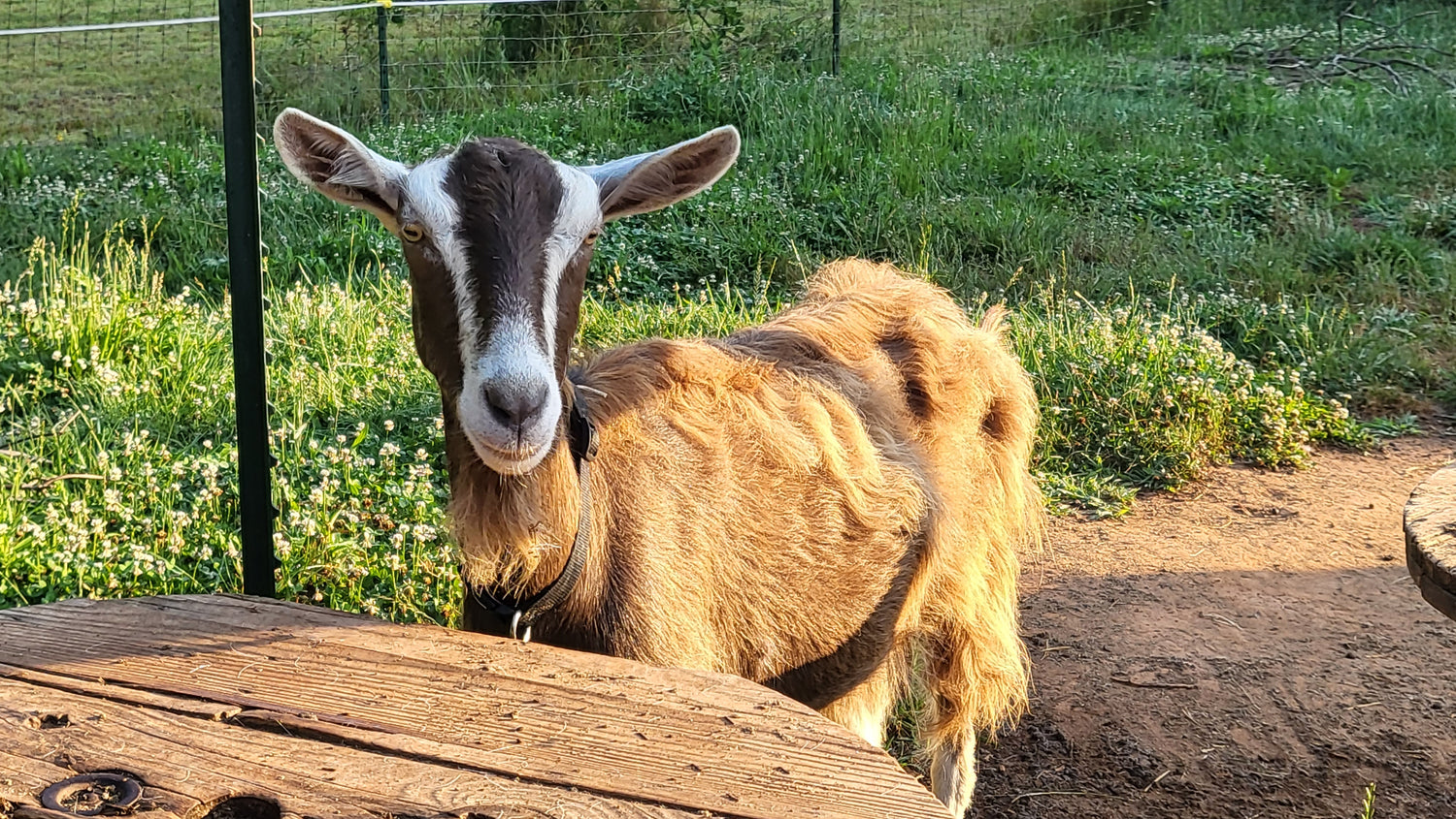 A brown and white goat standing next to a wooden table in a grassy outdoor area, with sunlight shining on its fur. A fence and greenery are visible in the background.