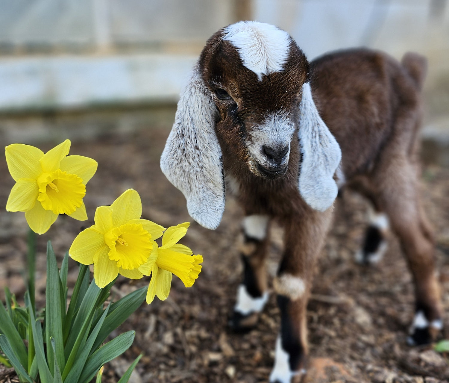 A baby goat with floppy ears stands on brown mulch beside bright yellow daffodils. The goat has a white patch on its forehead and dark brown fur.