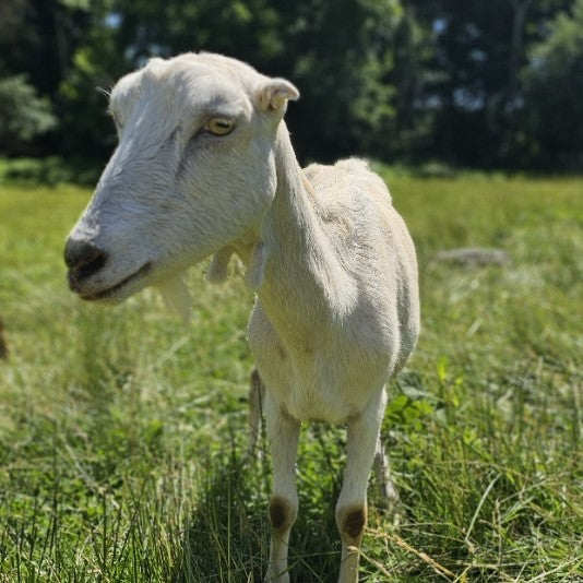 A white goat standing in a green grassy field with sunlight filtering through trees in the background. The goat is facing the camera with a slight sideways glance.
