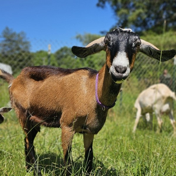 A brown and black goat with a purple collar stands in a grassy field, looking towards the camera. Another goat can be seen grazing in the background, with trees and a fence under a clear blue sky.