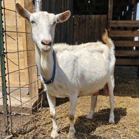 A white goat with a blue collar stands in a barn. Its ears are perked up, and it is looking at the camera. The barn has wooden walls and hay scattered on the ground.