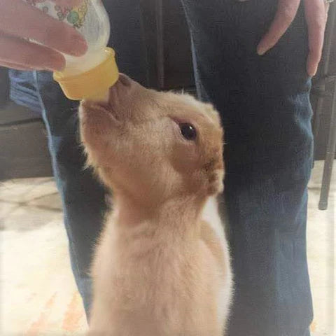 A small goat eagerly drinks milk from a bottle held by a person, whose hands and legs are visible. The goat's head is tilted upwards, focused on the bottle.