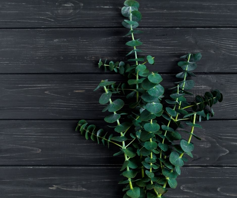 A sprig of eucalyptus with round green leaves rests against a dark wooden background, evoking the refreshing scent of eucalyptus and spearmint that perfectly complements Awaken Goat Milk Lotion by Amillia Acres ~ Goat Milk Soaps and Lotions.
