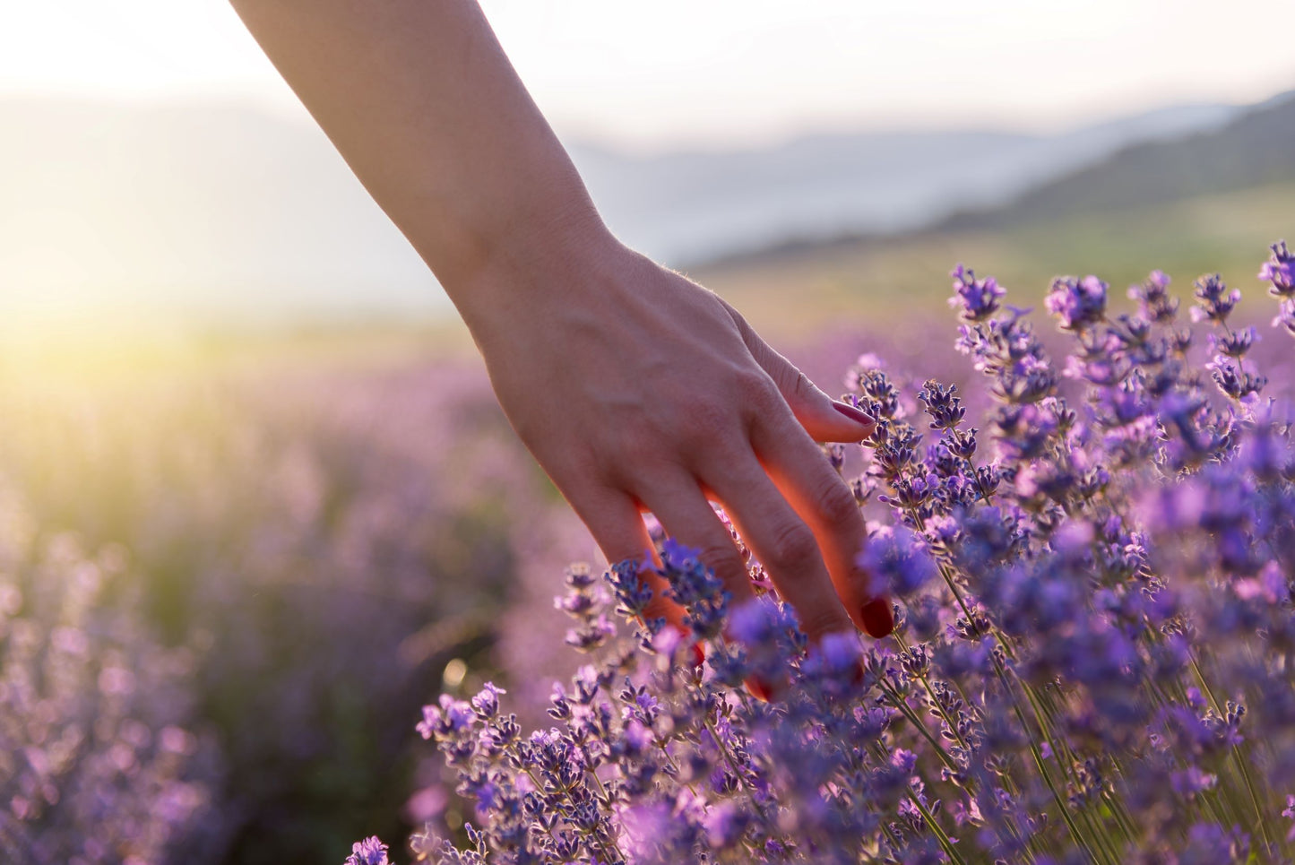 A hand gently touches blooming lavender in a sunlit field, evoking the soothing essence and calming experience of Amillia Acres' Grace Goat Milk Lotion amidst a soft blur of purple blooms and distant hills.