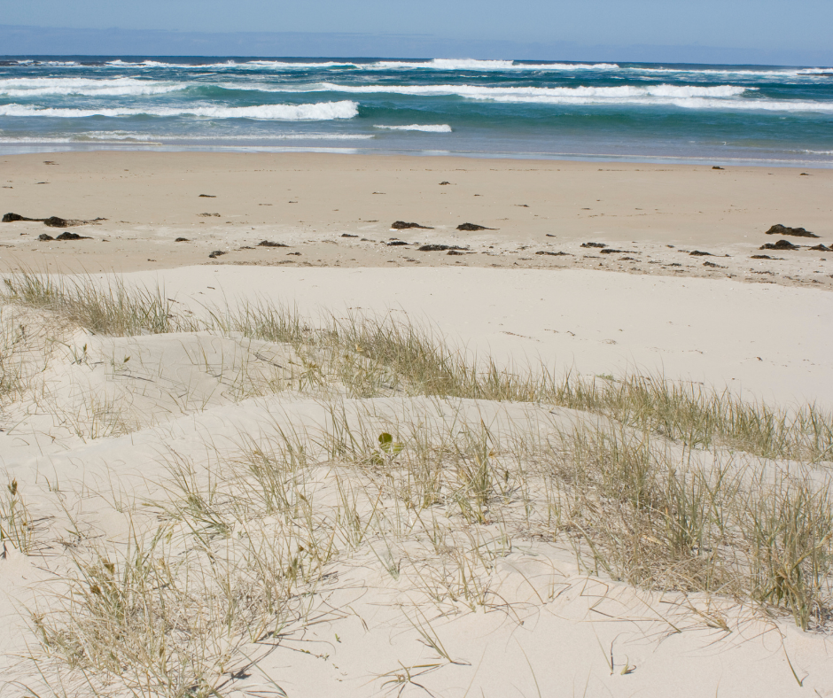 A sandy beach with gentle waves mirrors the natural essence of Amillia Acres' Relax Goat Milk Lotion. In the foreground, grass on sand dunes echoes its moisturizing ingredients, while a deep blue ocean reflects the calming nature of our handmade skincare.