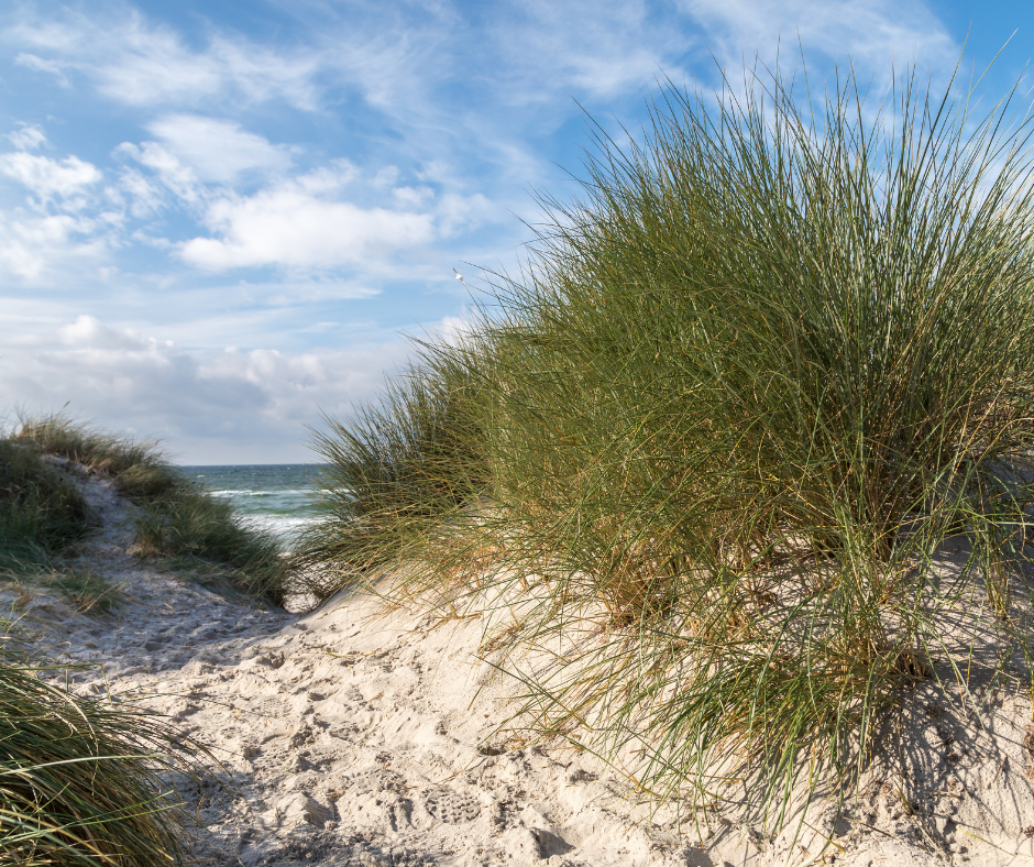 A sandy path framed by tall beach grass reveals an ocean view beneath a partly cloudy sky, with waves creating a tranquil seaside vibe reminiscent of the calming touch of Amillia Acres' Relax Goat Milk Lotion, part of your cherished handmade skincare routine.