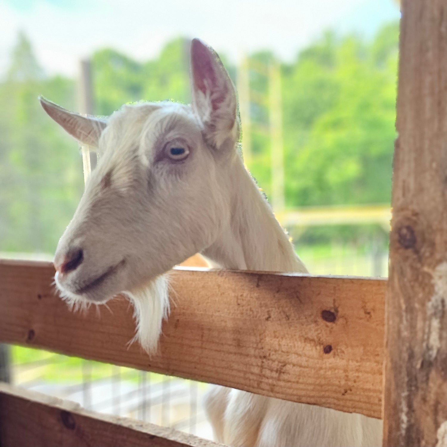 A white goat peeks over a wooden fence, surrounded by a blurred green background of trees and foliage, under a clear sky.