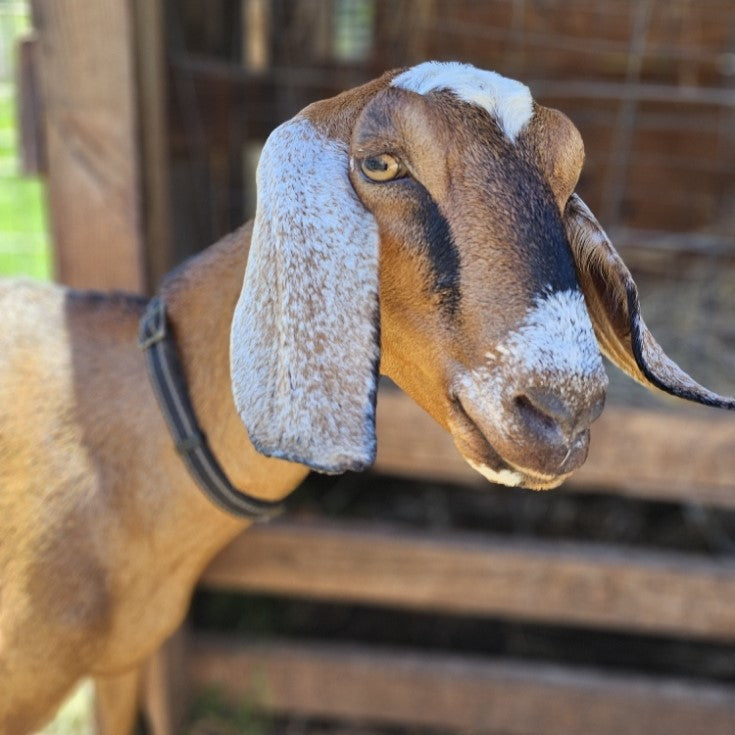 A goat with long ears and a distinctive black stripe on its face stands near a wooden fence. It wears a black collar and appears to be in a farm setting.