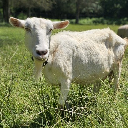 A white goat with a long beard stands in a lush, green field. Its ears are perked up, and it gazes directly at the camera. The background features more greenery and trees in the distance under a clear sky.