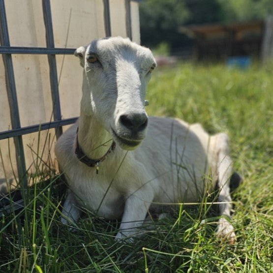 A goat with light fur is lying on green grass next to a structure, possibly for shade. The background shows blurred trees and a building. The goat wears a collar and appears relaxed on a sunny day.