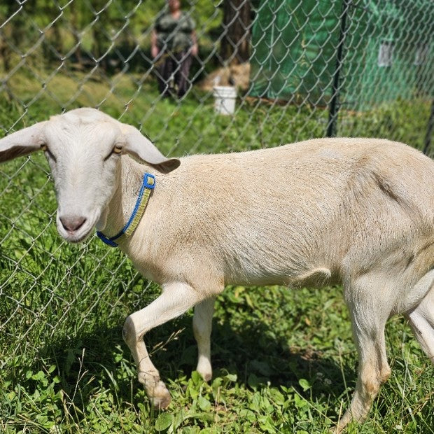 A white goat with a blue collar stands in a grassy area near a chain-link fence. A person in the background is slightly blurred, and there is a green structure nearby. The sun casts shadows on the ground.